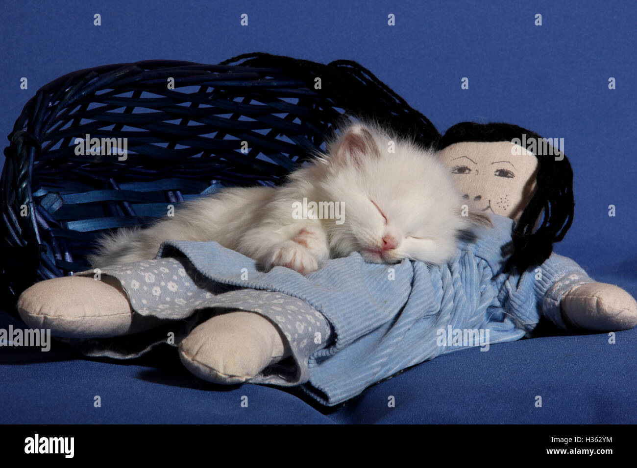 Gattini ragdoll, 5 settimane di età, dormire su di una bambola, cat pan Foto Stock