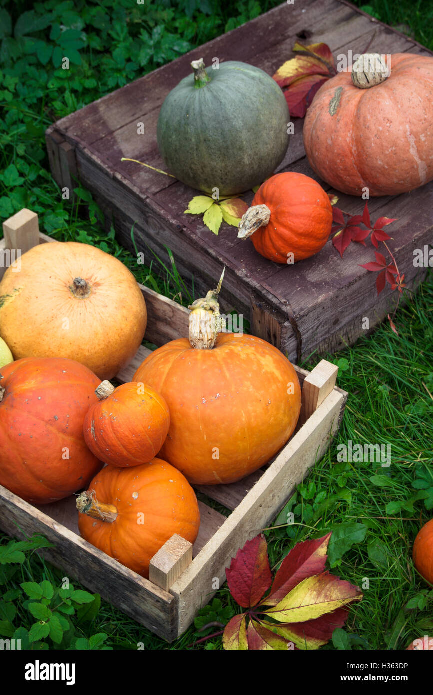 Colori d'autunno decorazione di zucche e varietà di zucche Foto Stock