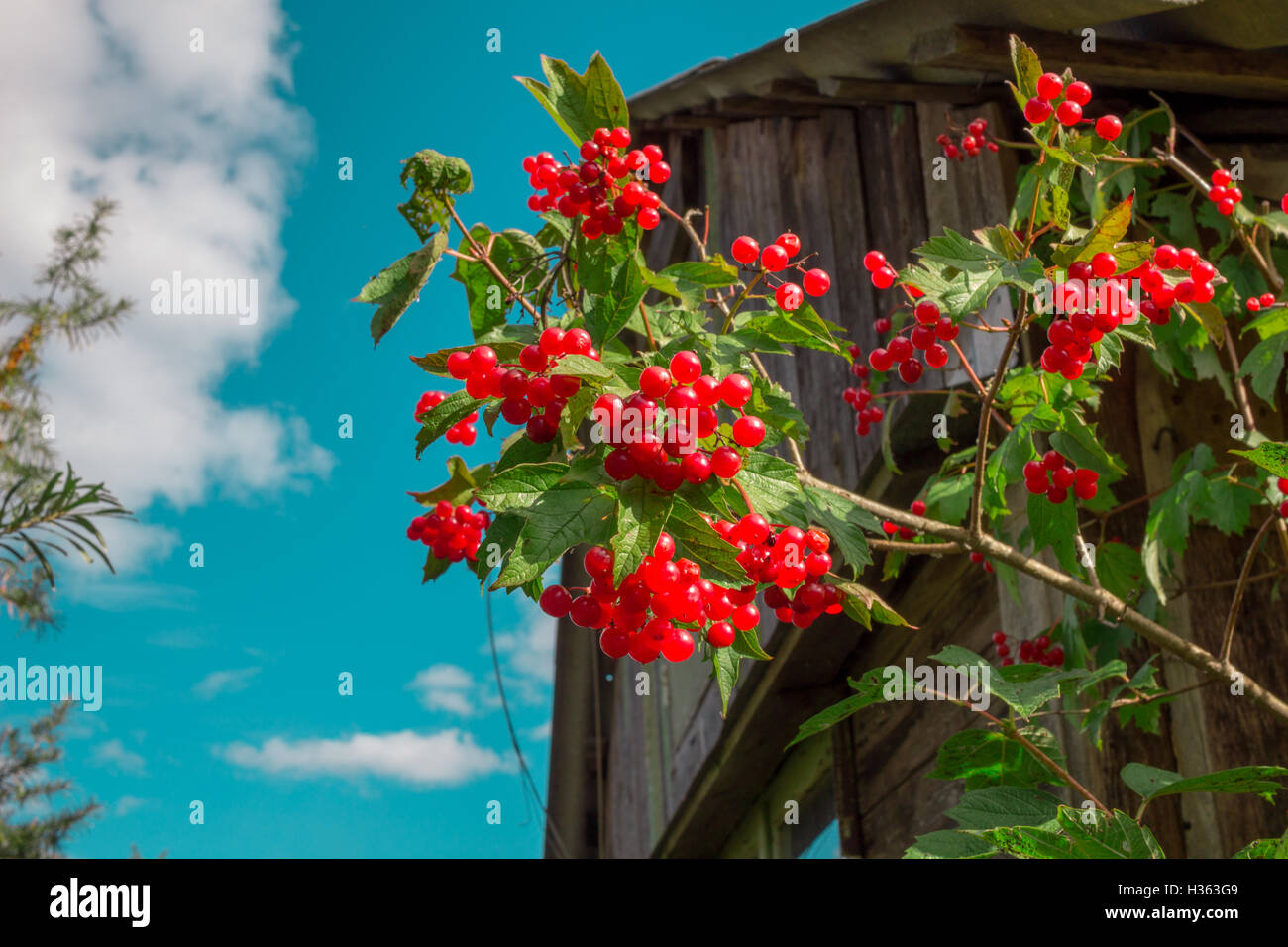 Bacche rosse grappoli di viburno rosaio close-up sul cielo blu sullo sfondo Foto Stock