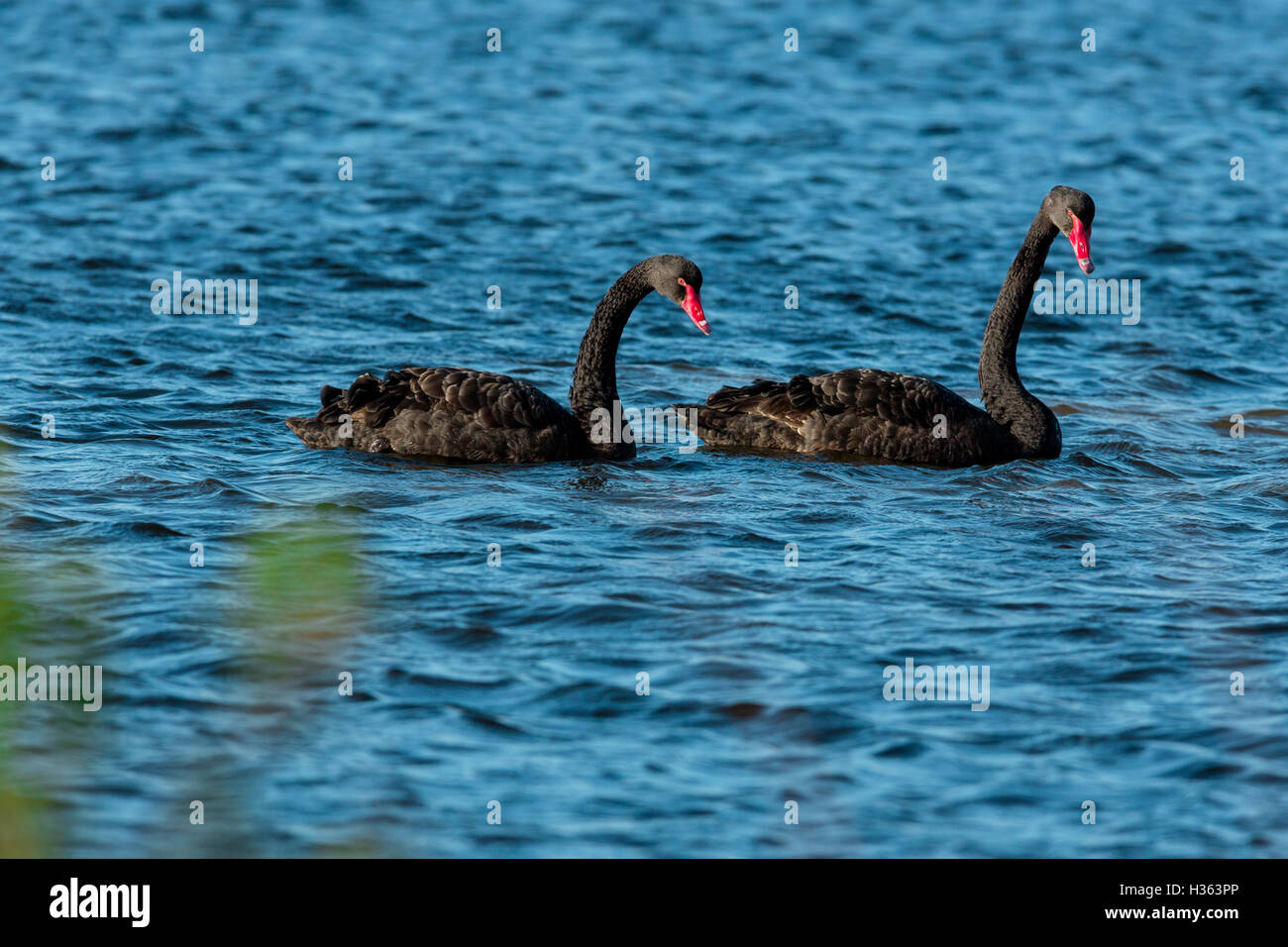 Cigno, Cygnus atratus Foto Stock