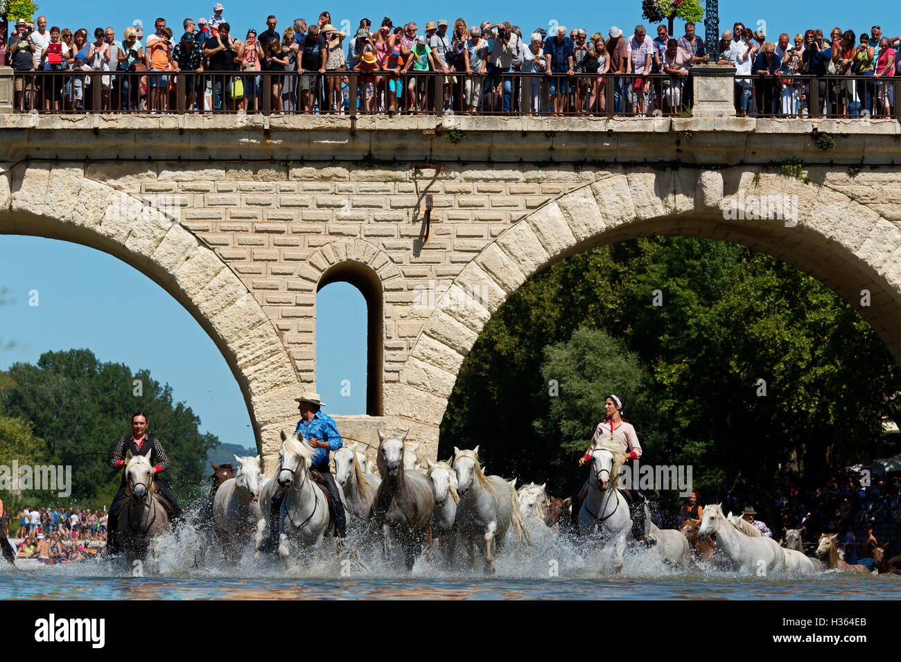 Lo sguardo, cavalli bianchi in esecuzione in acqua a Sommieres, HERAULT, Francia Foto Stock