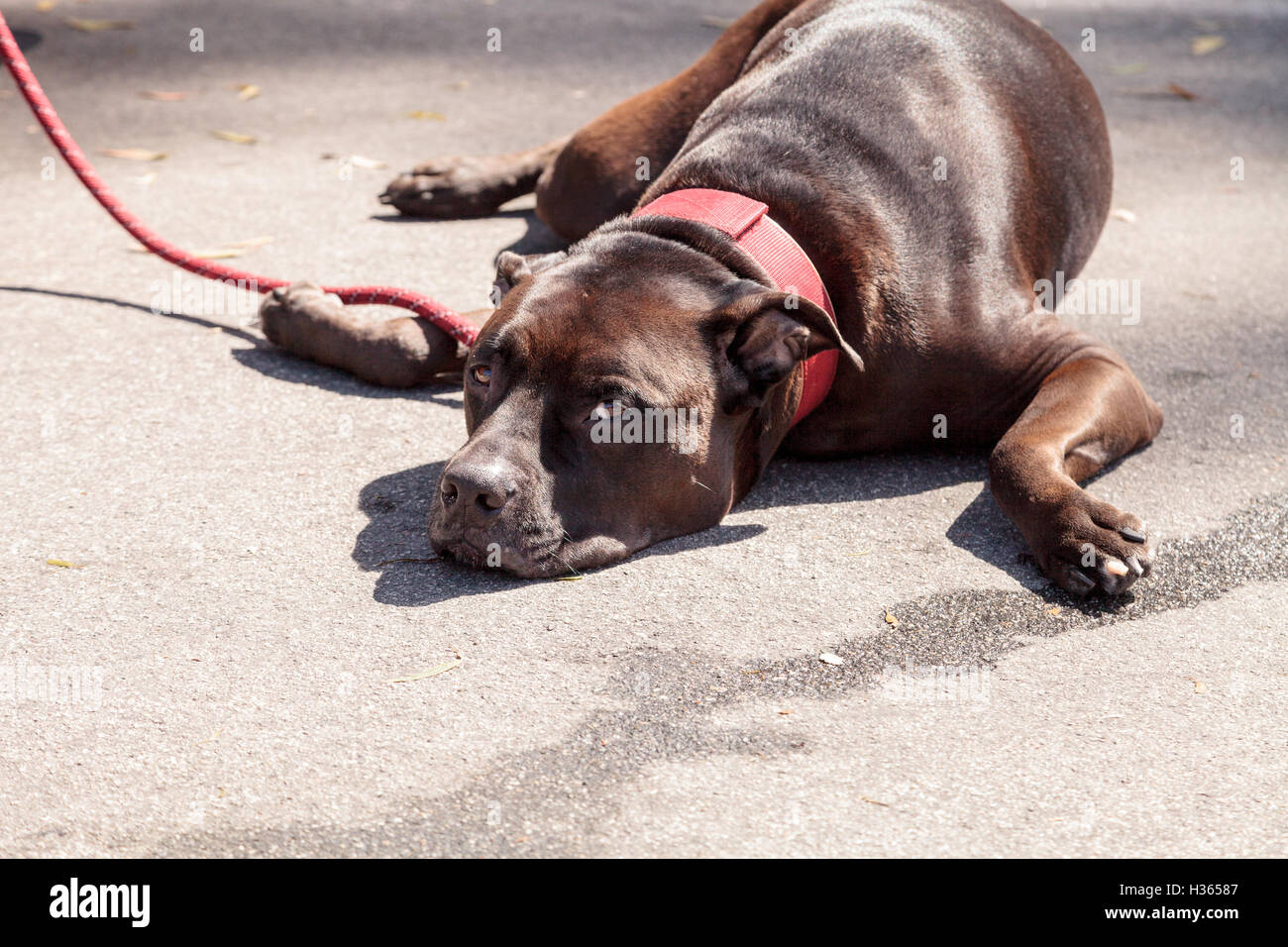 Marrone cioccolato cani pitbull mix si rilassa sul terreno alla fine di un guinzaglio in una calda giornata estiva. Foto Stock