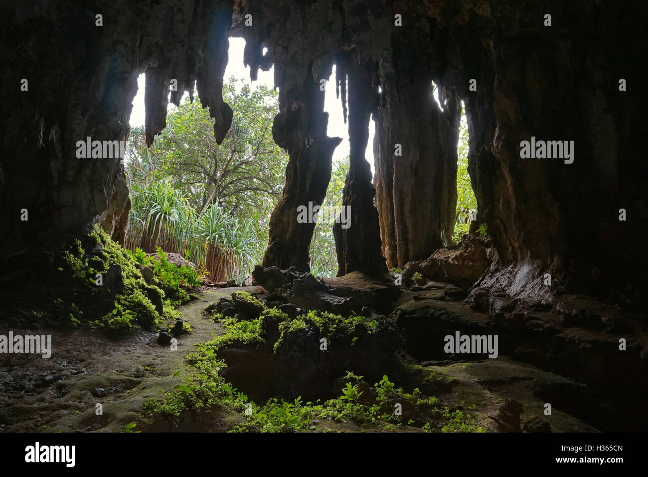 Uscire dalla caverna con stalattiti e stalagmiti, visto dall'interno, Rurutu austal isola, a sud Pacifico, Polinesia Francese Foto Stock