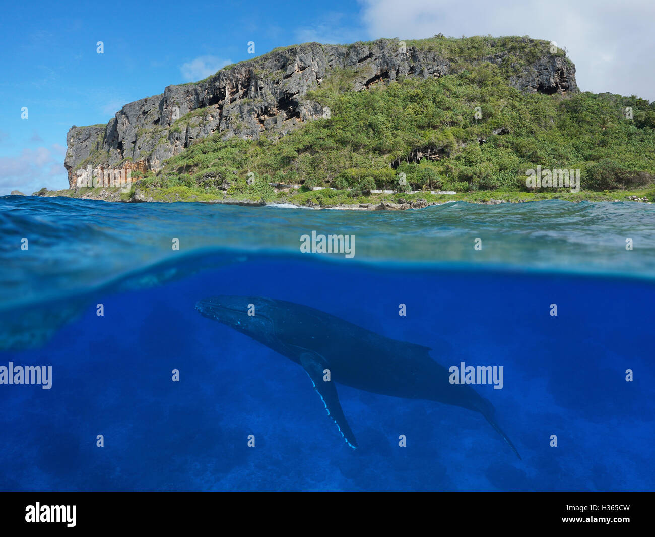 La vista suddivisa al di sopra e al di sotto della superficie del mare, costiere scogliera con una megattera subacquea, oceano pacifico, Rurutu island Foto Stock