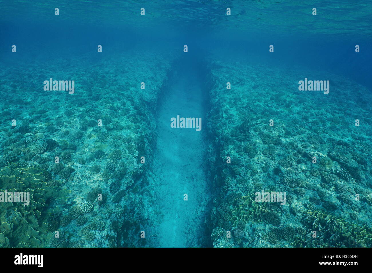 Trincea naturale sottomarino in mare il fore reef pendenza con coralli sul fondo dell'oceano, Huahine, oceano pacifico, Polinesia Francese Foto Stock