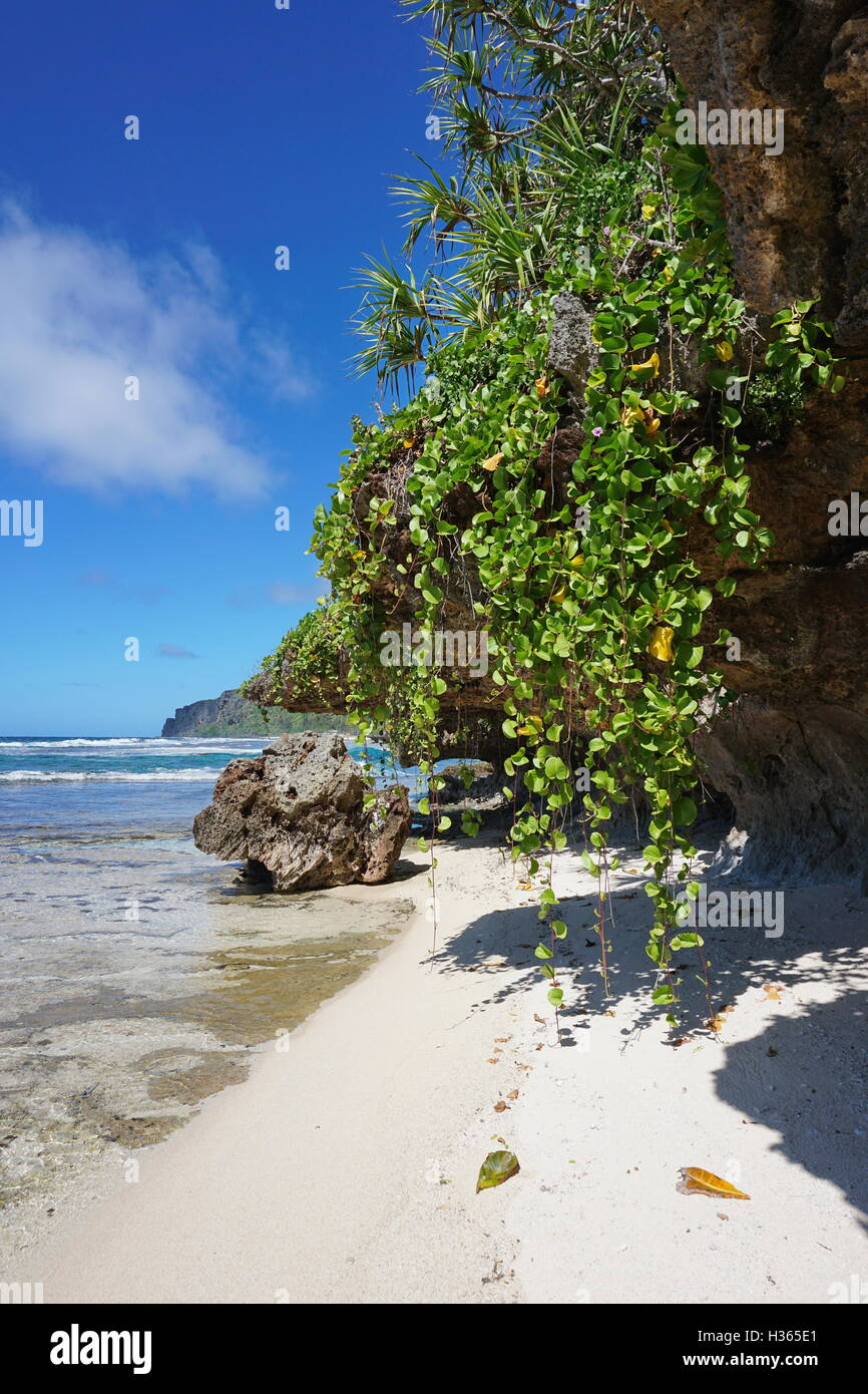 Mare con piccola spiaggia di sabbia e pianta rampicante che pendono verso il basso dalle rocce, Rurutu island, oceano pacifico del sud Foto Stock