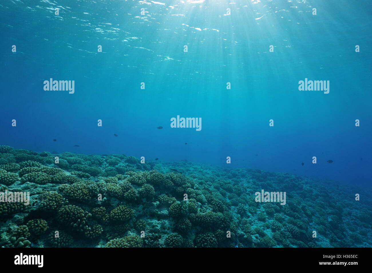 Underwater Coral Reef Ocean Floor con la luce del sole attraverso la superficie di acqua, scenario naturale, fore reef di Huahine isola, oceano pacifico Foto Stock