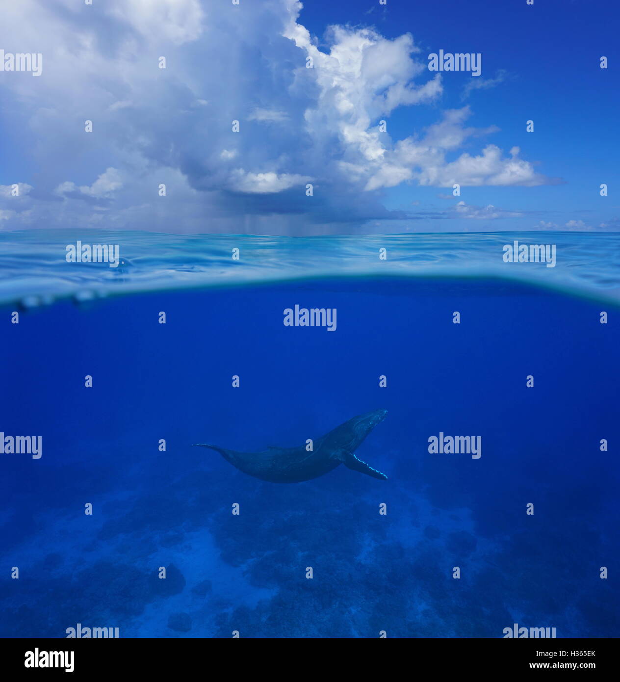 Al di sopra e al di sotto della superficie del mare, un Humpback Whale subacquei con nuvoloso cielo blu divisa dalla linea di galleggiamento, oceano pacifico, Rurutu island Foto Stock