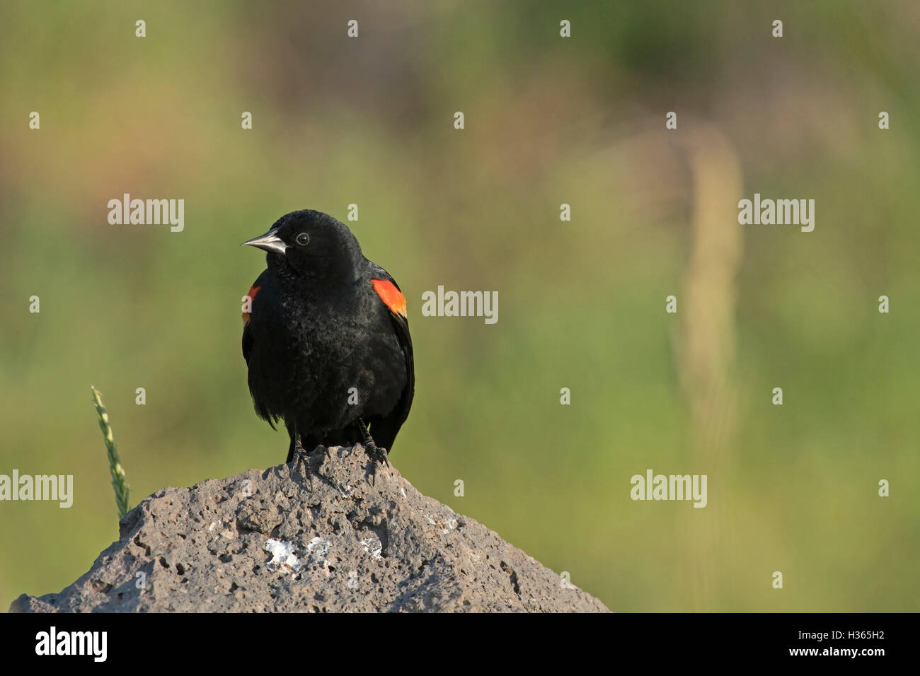 Maschio adulto rosso-winged blackbird appollaiato sulla roccia Foto Stock