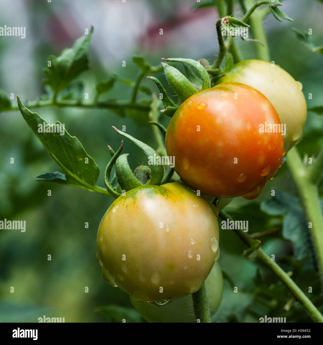 Homegrown pomodori organico nella vite square agricoltura Foto Stock