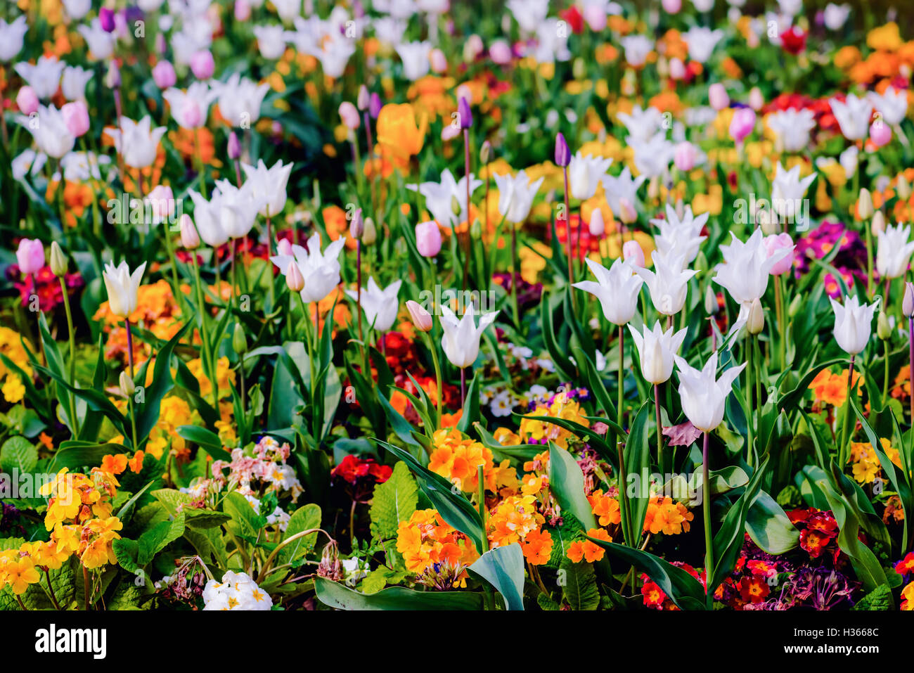 In primavera fioriscono aiuola di fiori selvaggi e tulipani colorati misti Foto Stock