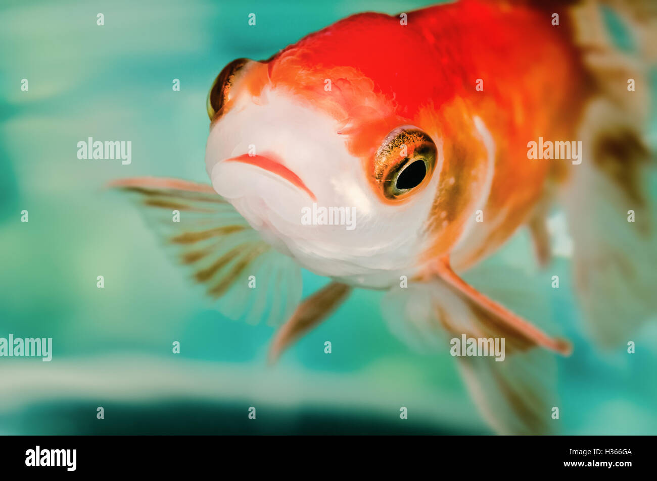 Closeup goldfish macro arancia rossa e brillante color grandi occhi Foto Stock
