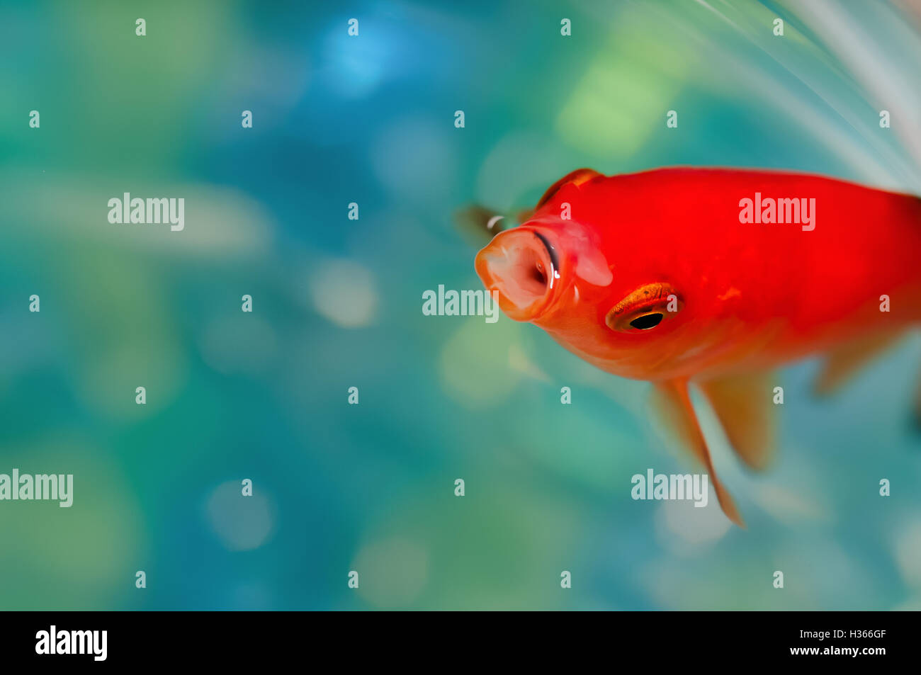 Closeup macro pesciolino rosso brillante colore arancione a bocca aperta Foto Stock
