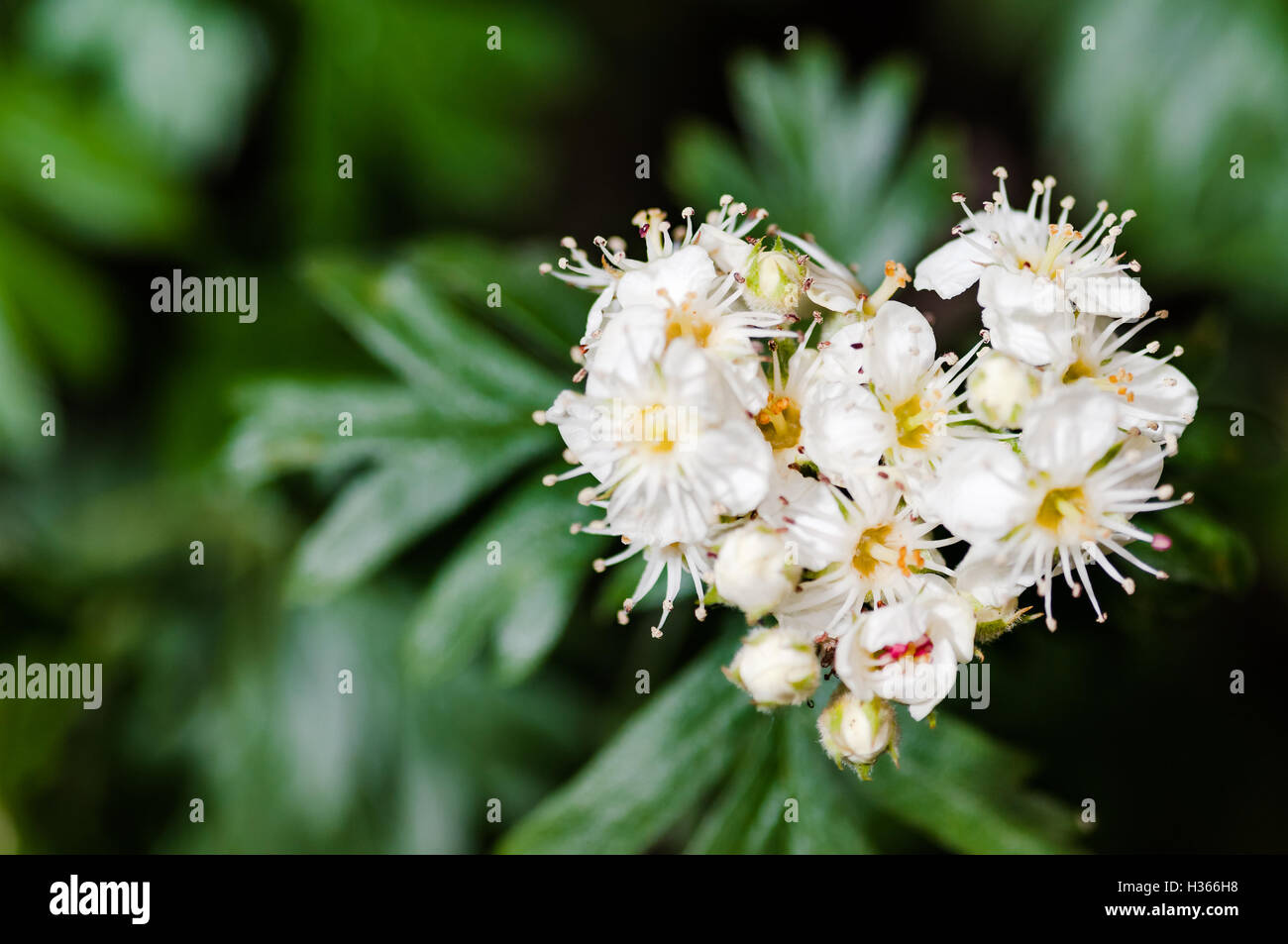 Scatola vuota a forma di cuore con bellissimi fiori concetto di