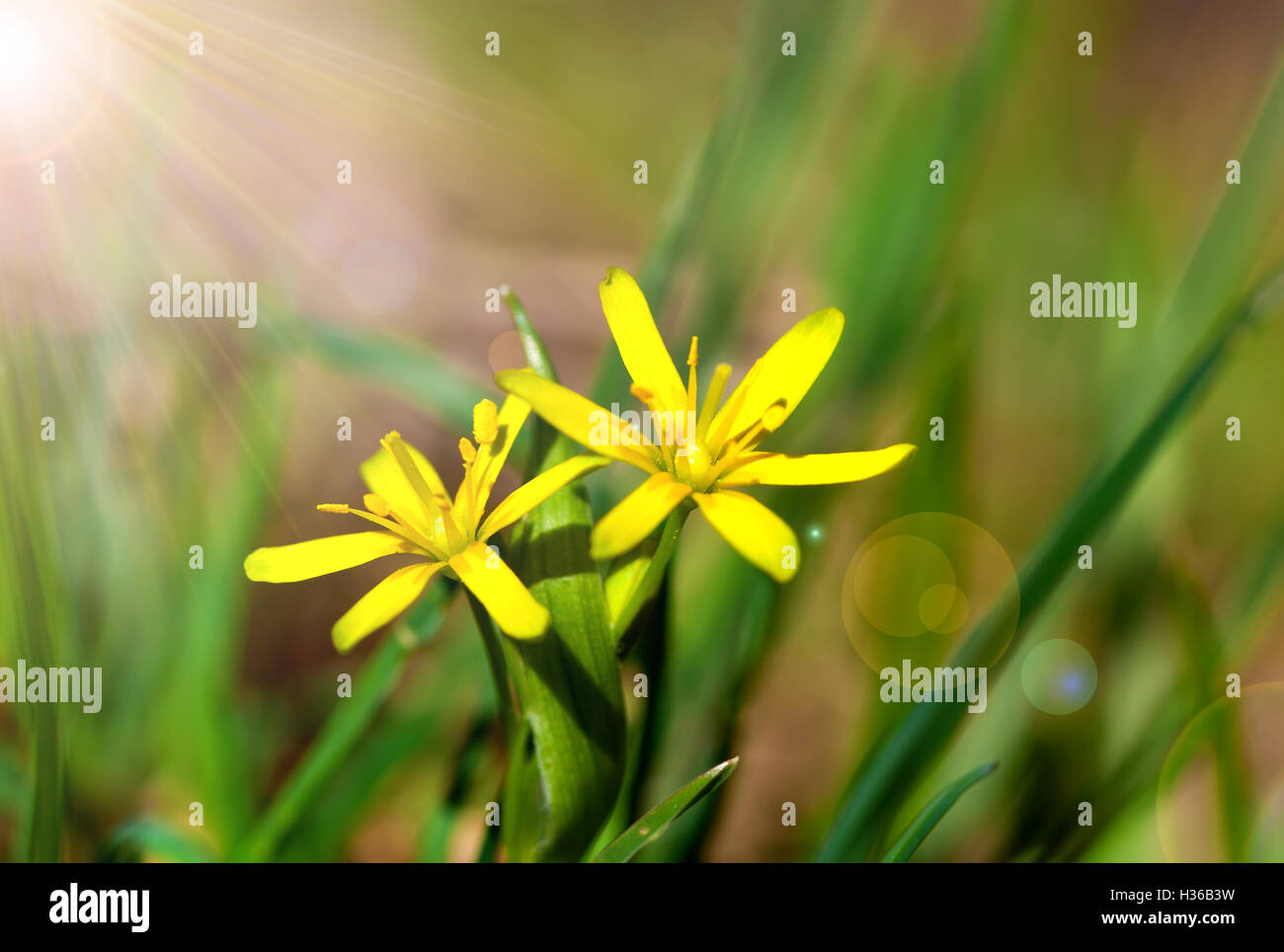 Gagea è fiori di primavera, cresce in umido bosco di latifoglie. Foto Stock
