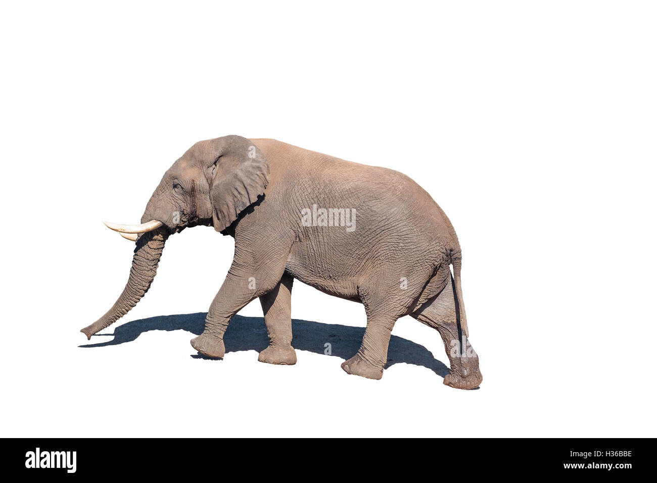 Un elefante africano Loxodonta africana, passeggiate, isolato in bianco Foto Stock