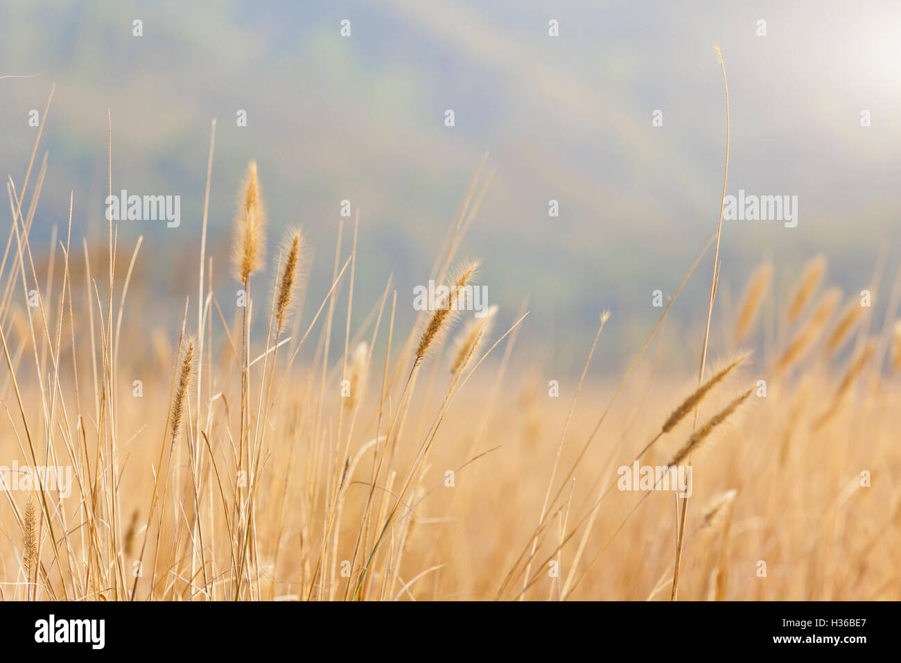 Sfondo di grano sotto la luce del sole Foto Stock