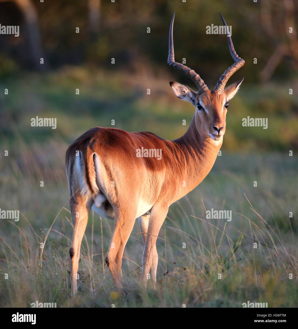 Impla antilope maschio Foto Stock