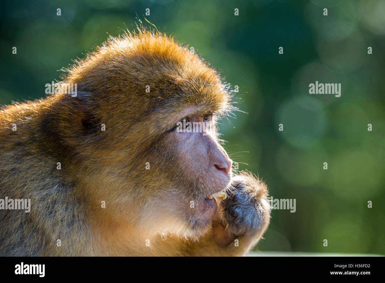 Barbary macaque (Barberaffe) Foto Stock