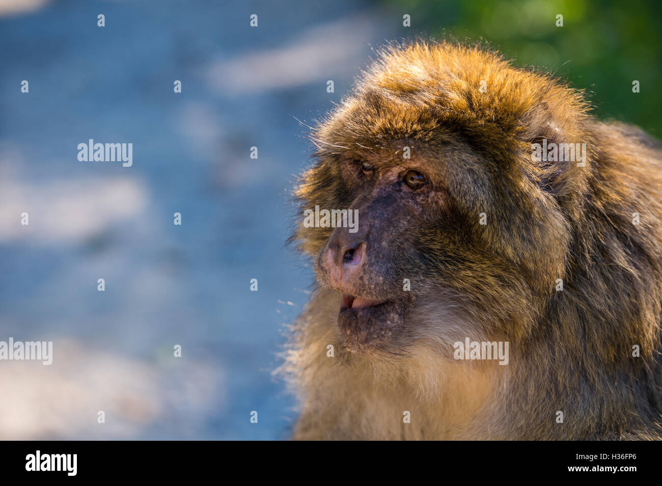 Barbary macaque (Barberaffe) Foto Stock