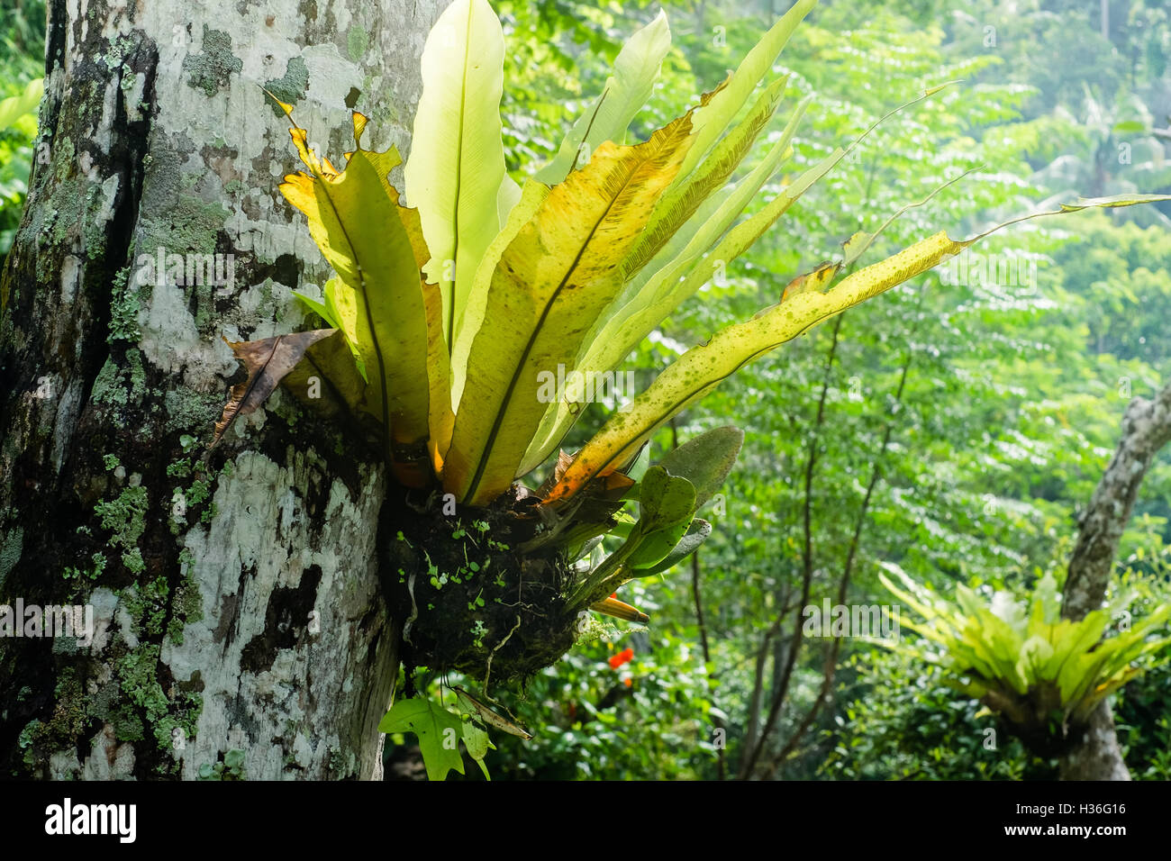 Bellissime piante tropicali cresce a foresta pluviale Foto Stock