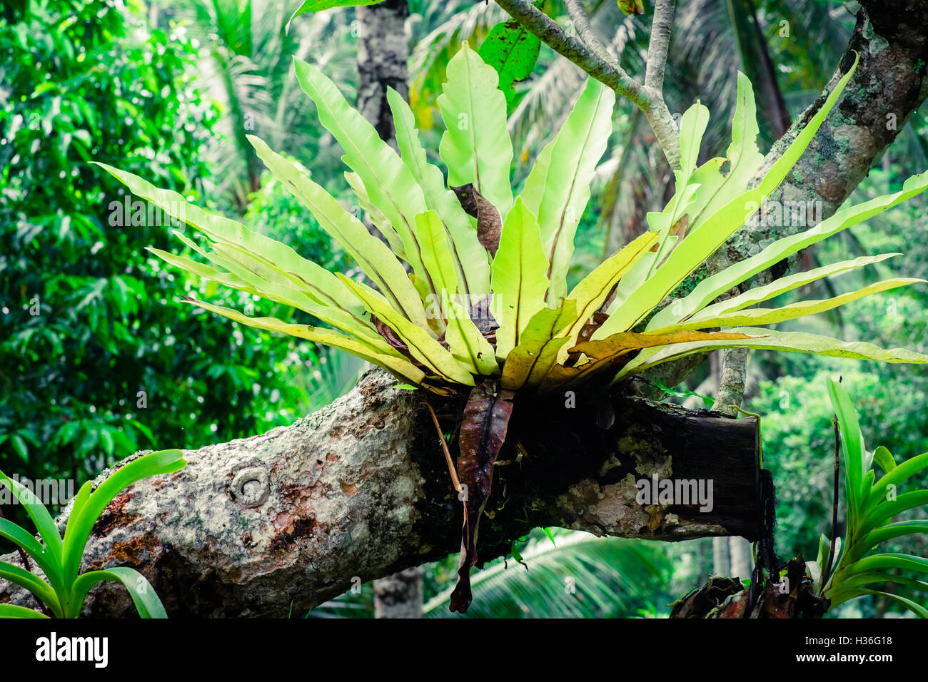 Bellissime piante tropicali cresce a foresta pluviale Foto Stock