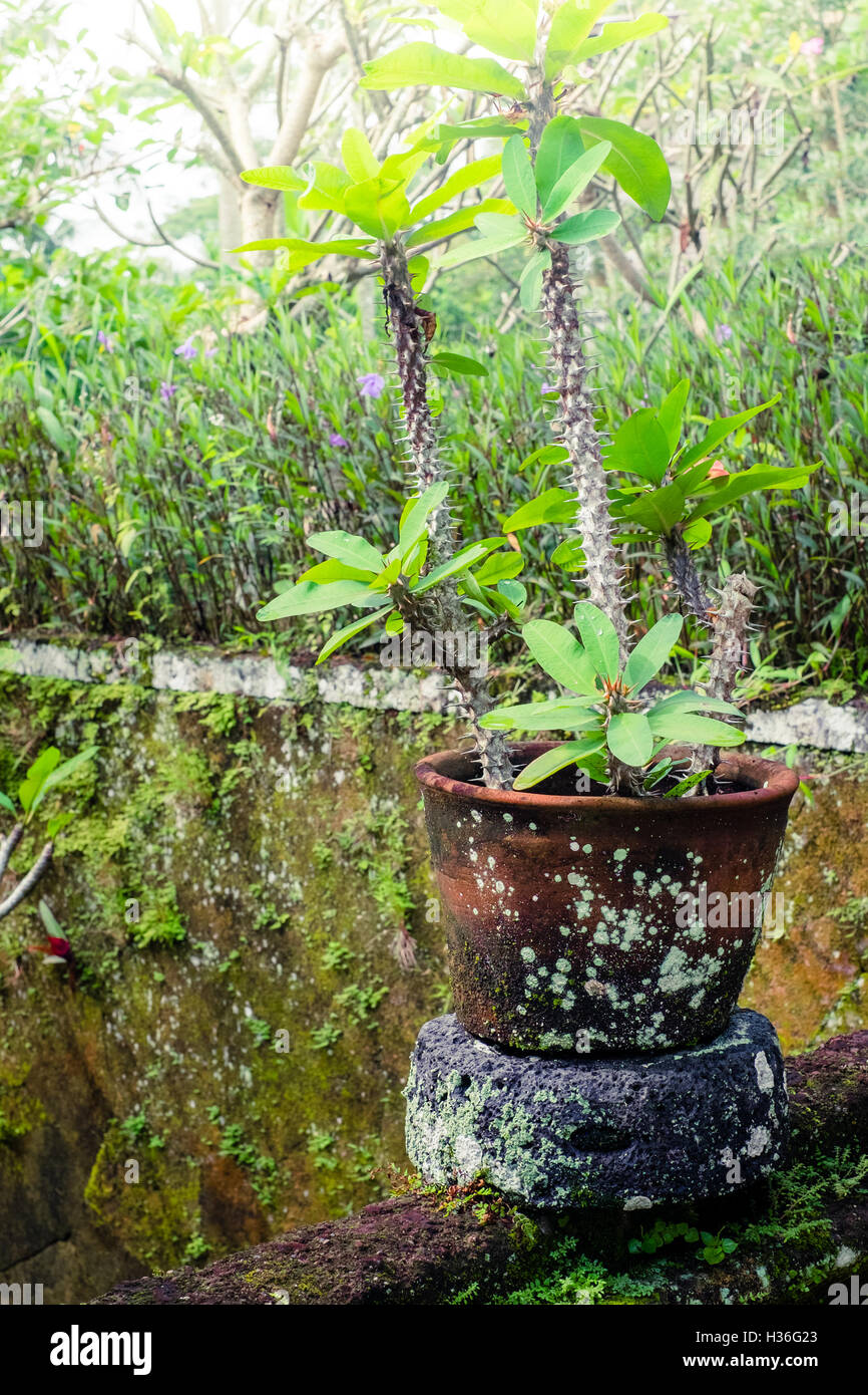 Bella Euphorbia (corona di spine o Cristo Thorn) cresce in una pentola in tropicale giardino di muschio Foto Stock