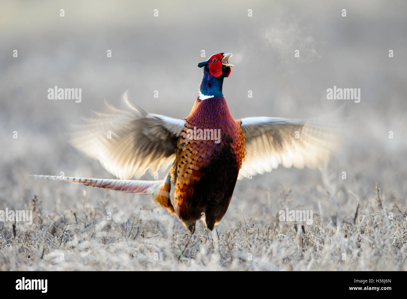 Anello incoronata colli (Fagiano Phasianus colchicus), Montana USA Foto Stock