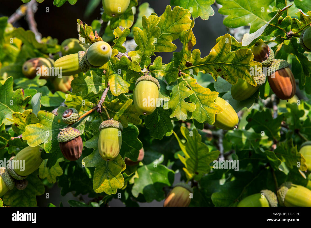Close up di ghiande e foglie di quercia inglese / farnia (Quercus robur) nella tarda estate / autunno Foto Stock