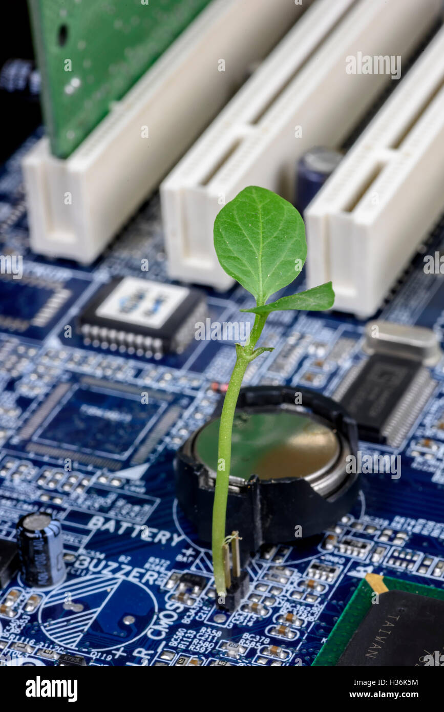 Un germoglio che cresce su una scheda madre verde tra condensatori e transistor, simboleggiando la tecnologia verde e il computing a basso consumo energetico Foto Stock