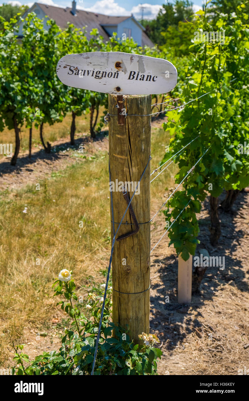 Un Sauvignon Blanc segno su un post di legno in un vigneto in Niagara sul lago Ontario in Canada. Foto Stock