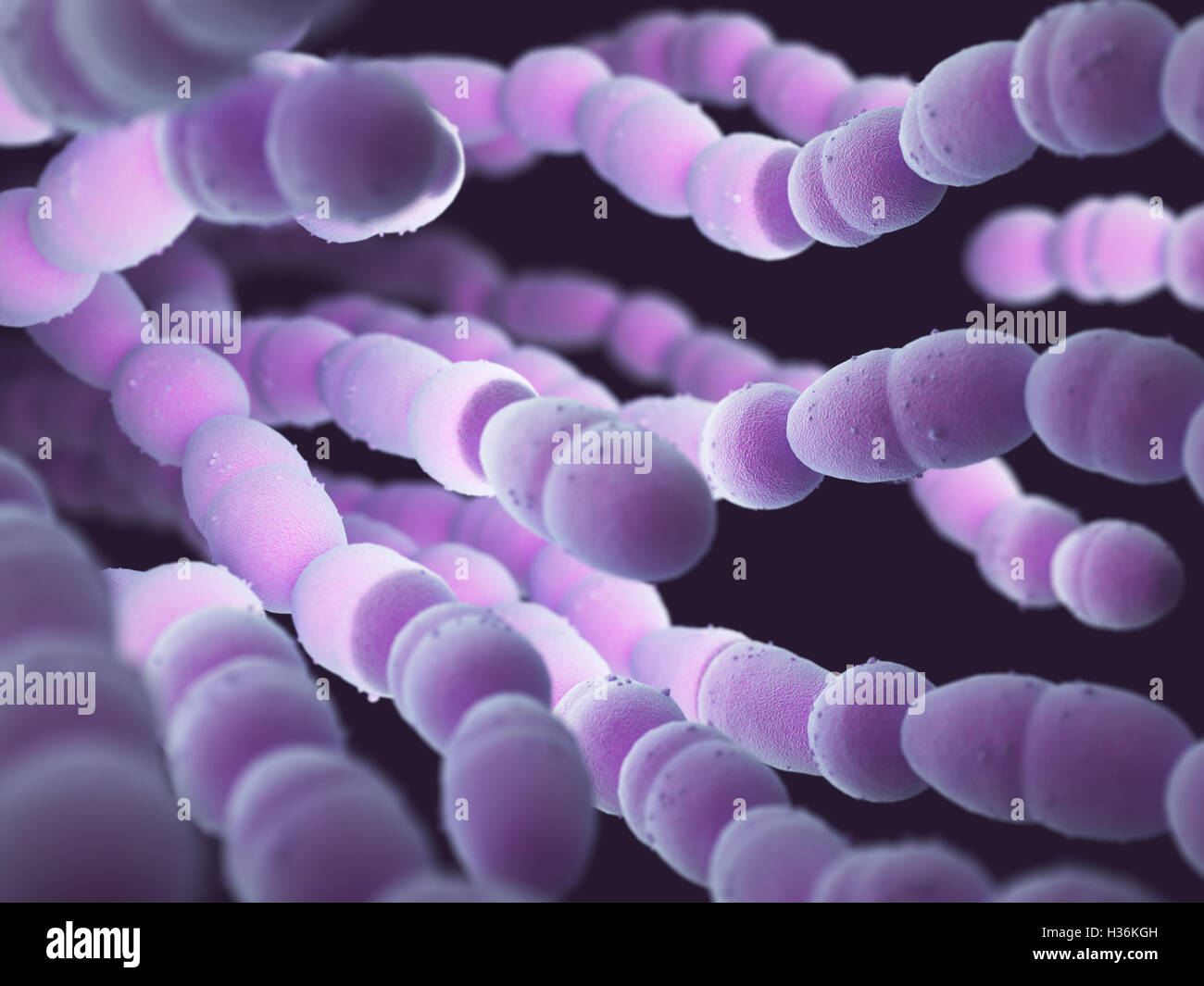 Streptococcus pneumoniae o pneumococco è un batterio grampositivo responsabile per molti tipi di infezioni pneumococciche. Foto Stock