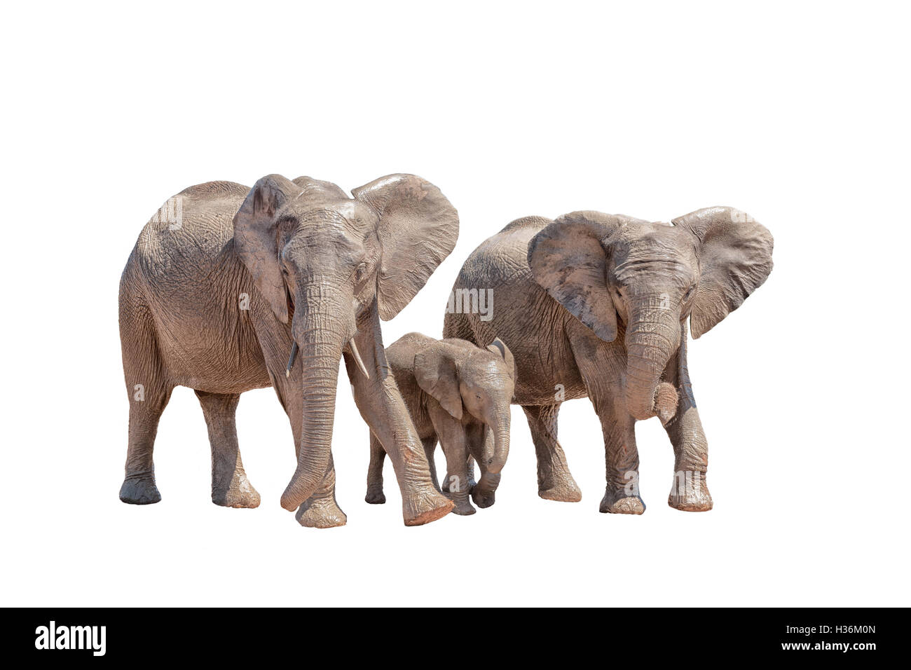 Tre giovani elefanti africani isolati a piedi su bianco Foto Stock