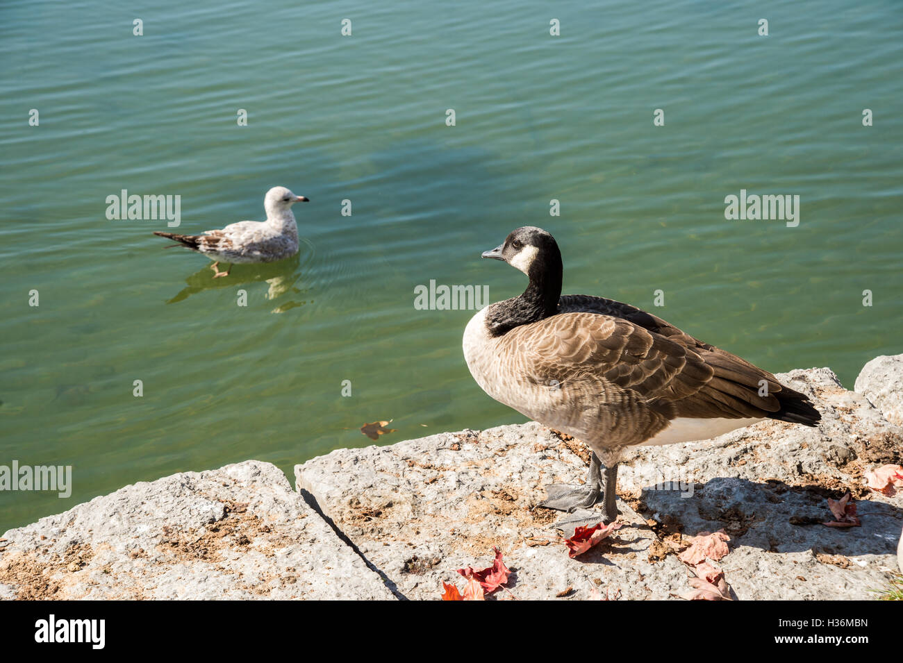 Oca canadese su un lago di banca in Montreal, Canada. Foto Stock