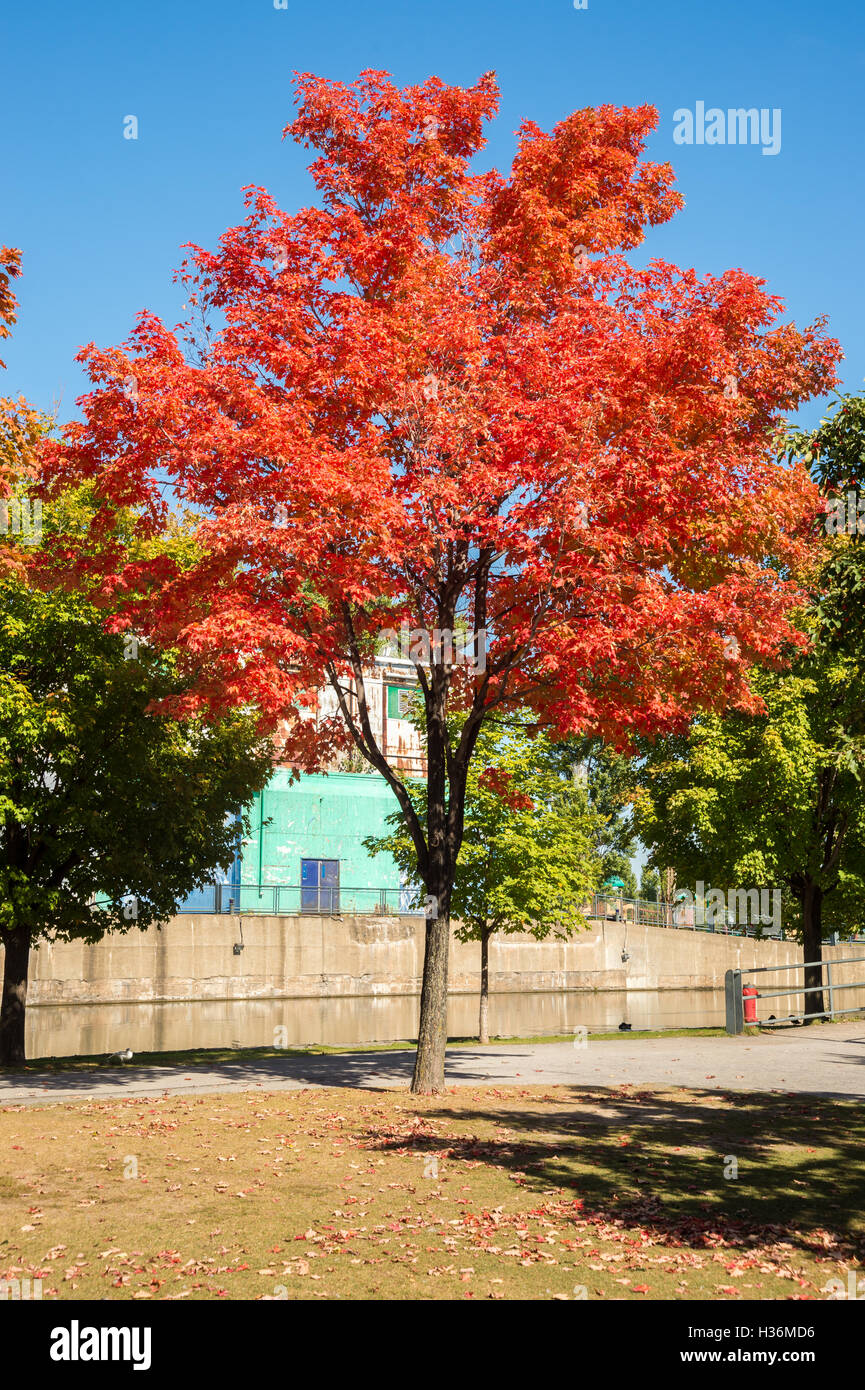 Lo zucchero acero in autunno colori a Montreal, Canada Foto Stock