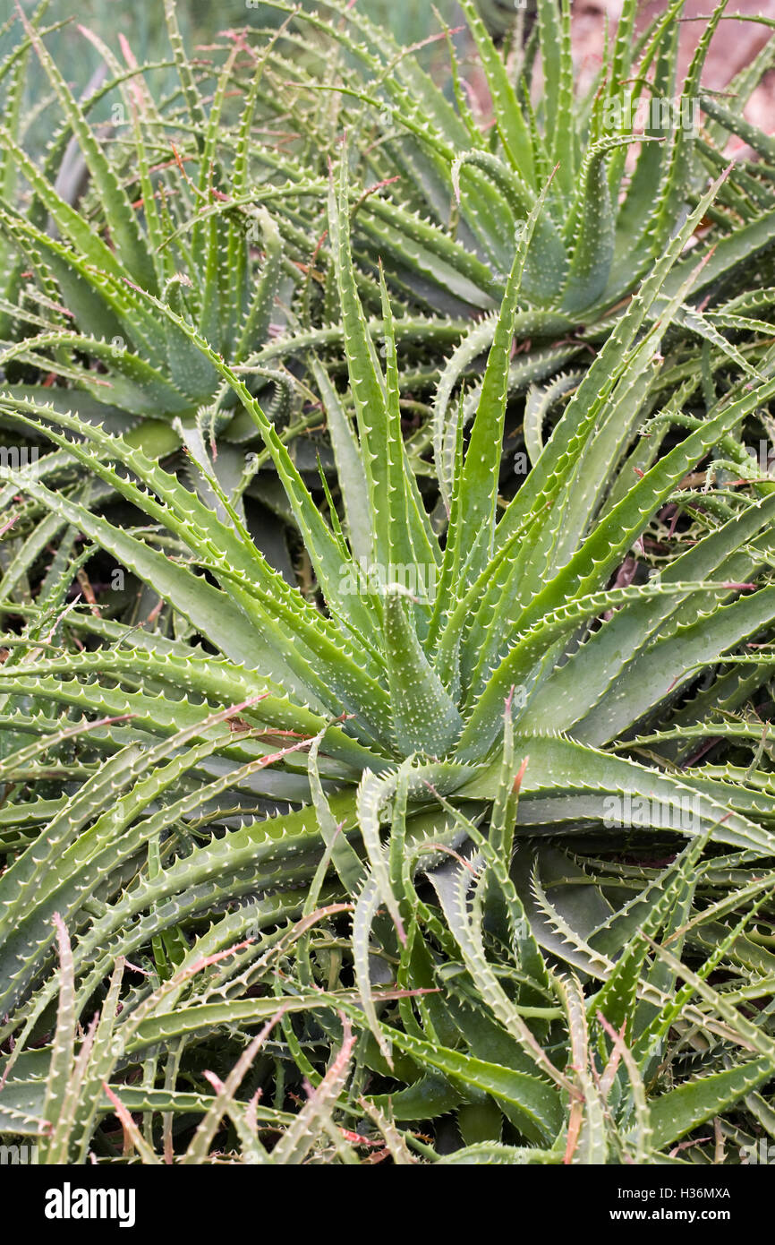Aloe x spinosissima. Spider Aloe. Foto Stock