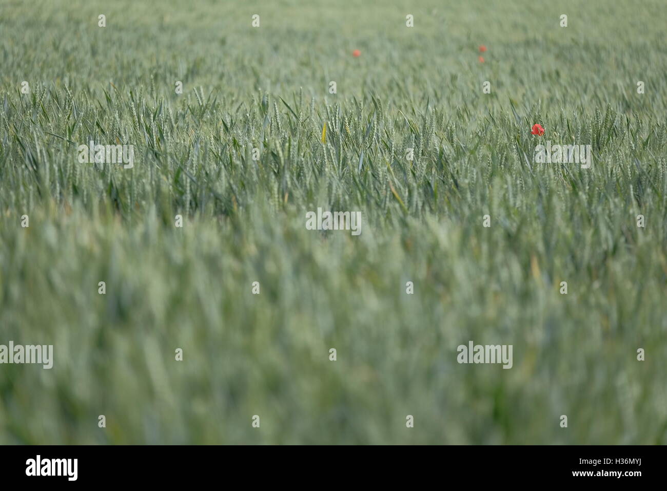 Un singolo papavero rosso crescente nel verde di un campo di mais Foto Stock