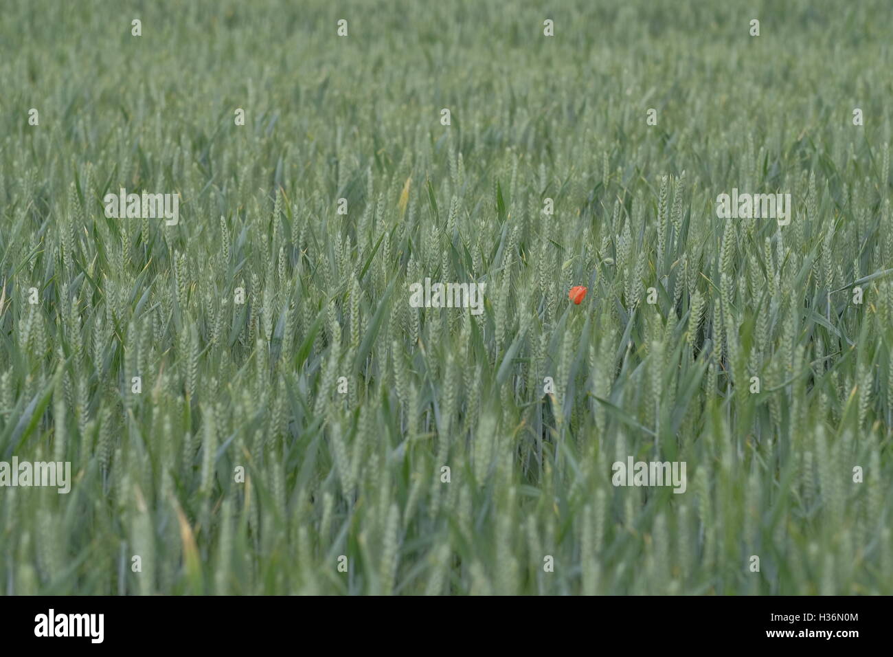 Un singolo papavero rosso crescente nel verde di un campo di mais Foto Stock