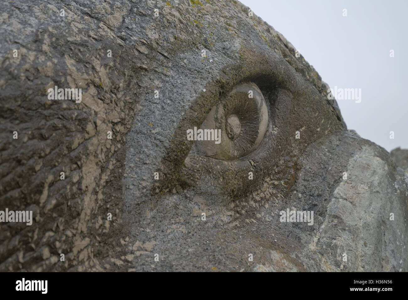 Un intaglio di un occhio in pietra di Portland Foto Stock