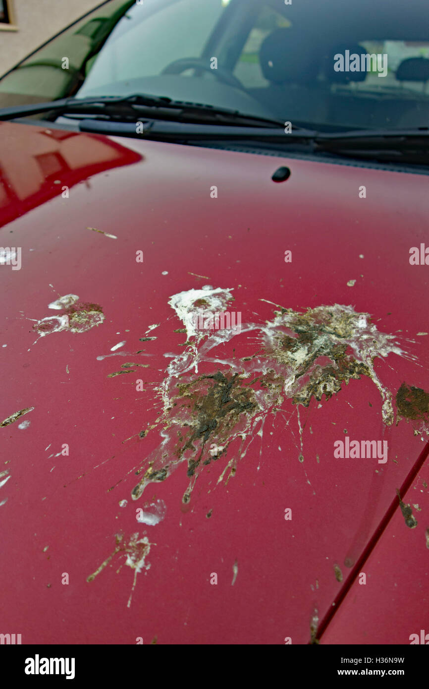 Escrementi di volatili sul cofano per auto. Foto Stock