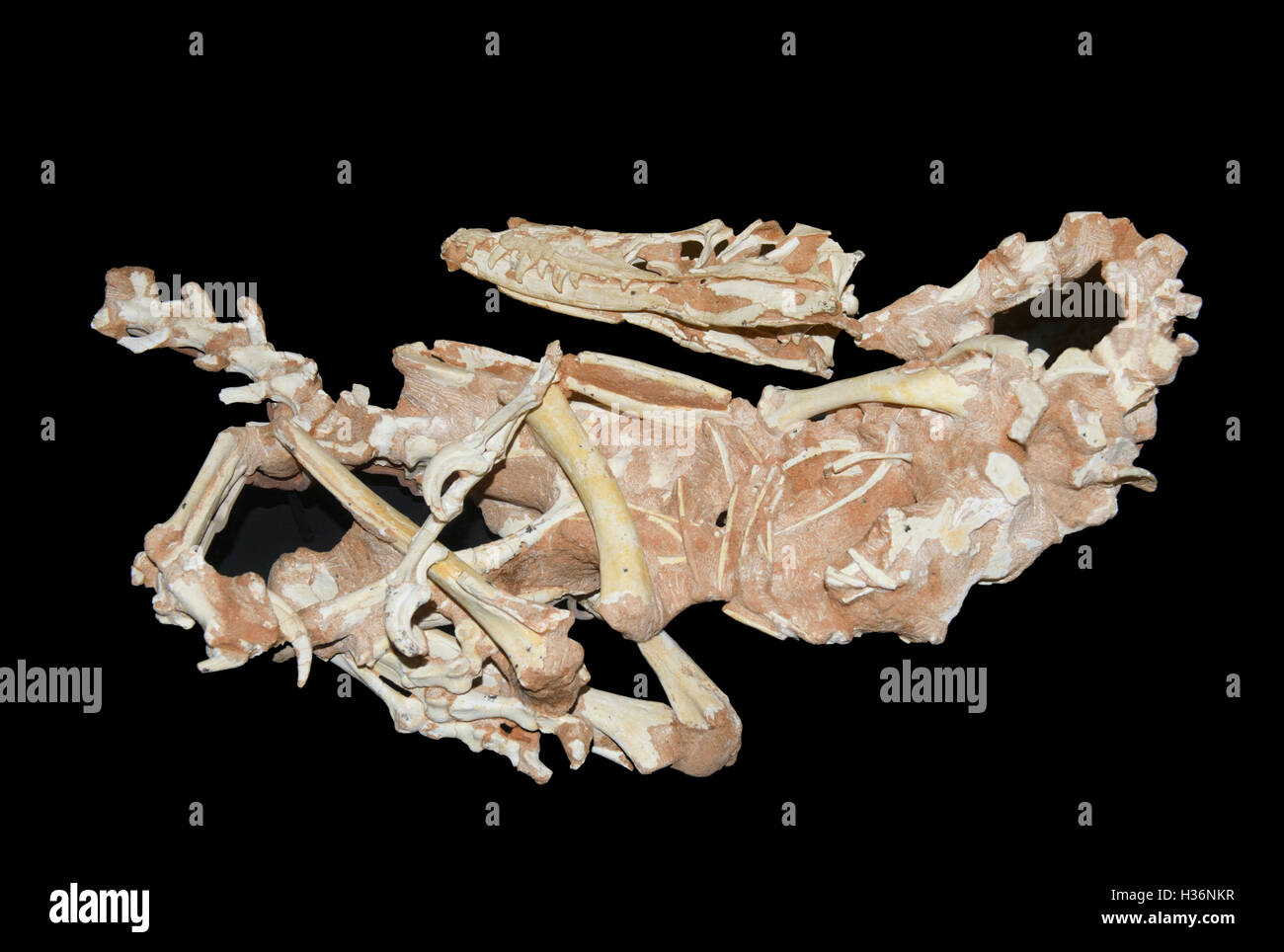 Fossile di Velociraptor mongoliensis, tardo Cretaceo, 75 milioni di anni fa, Mongolia Foto Stock