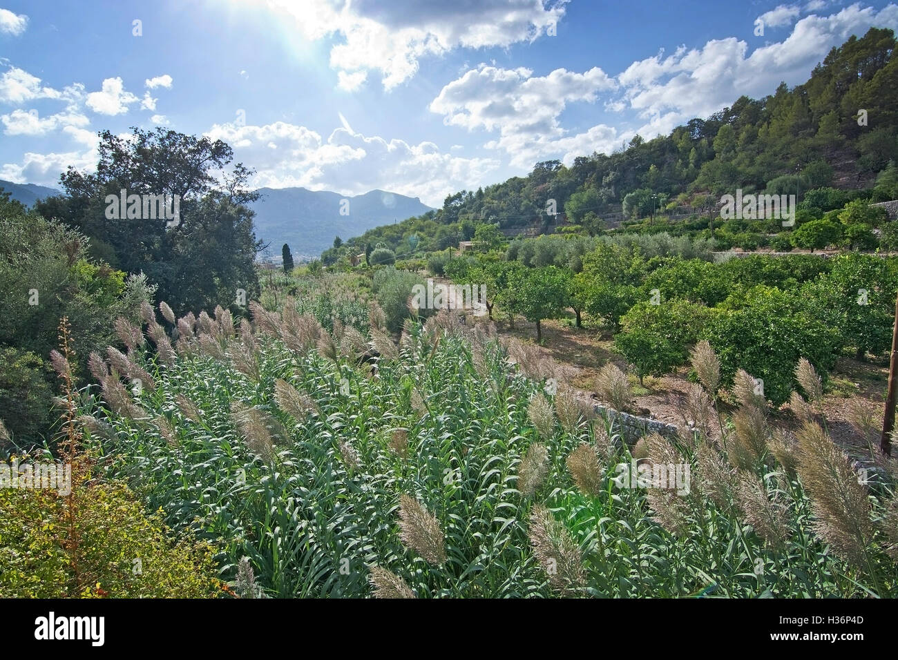 Paesaggio terrazzato con canne e le montagne in Fornalutx, Maiorca, isole Baleari, Spagna. Foto Stock