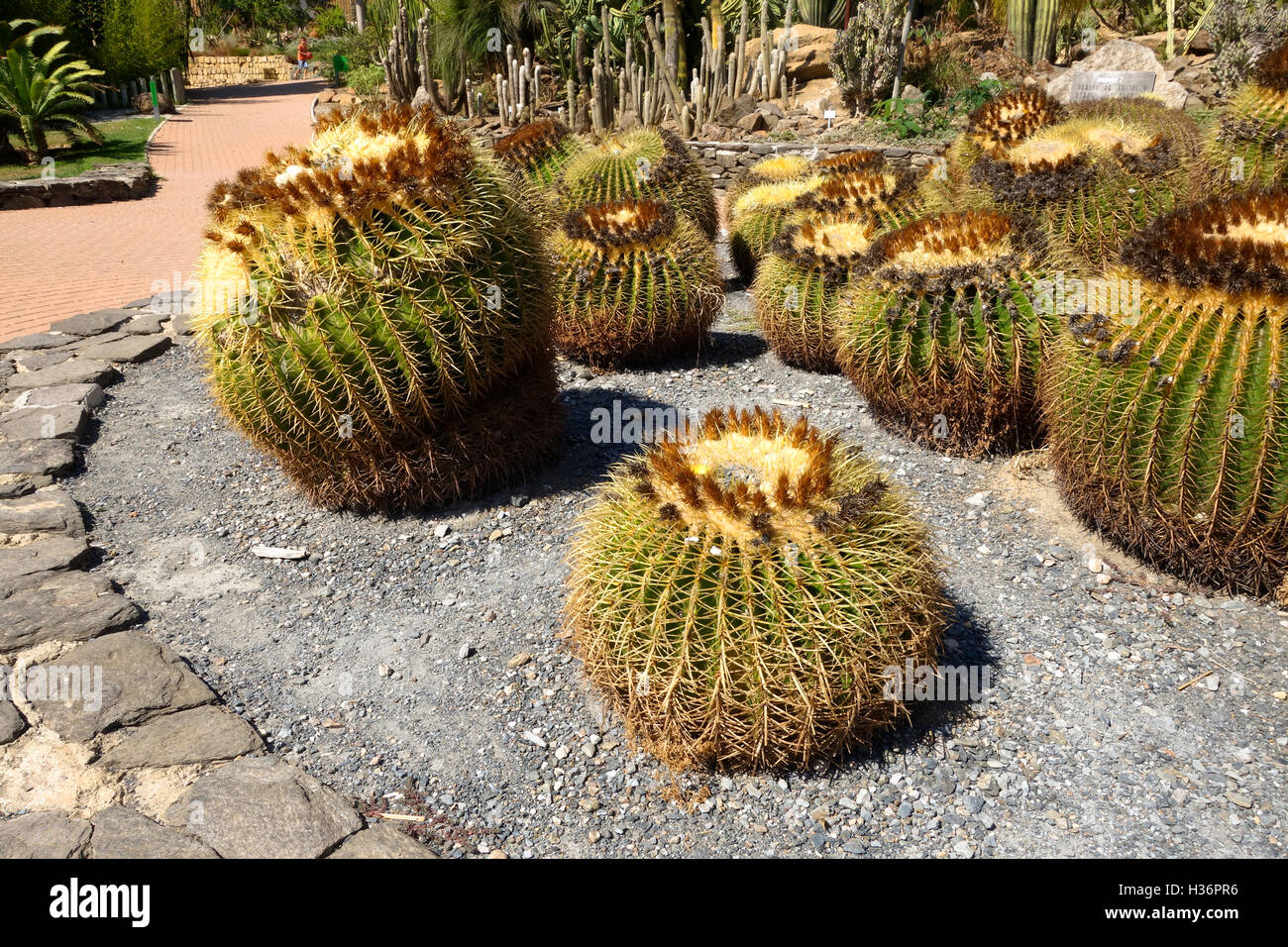 Golden barrel cactus, palla dorata cactus nel Parque Paloma, Benalmadena, Spagna. Foto Stock