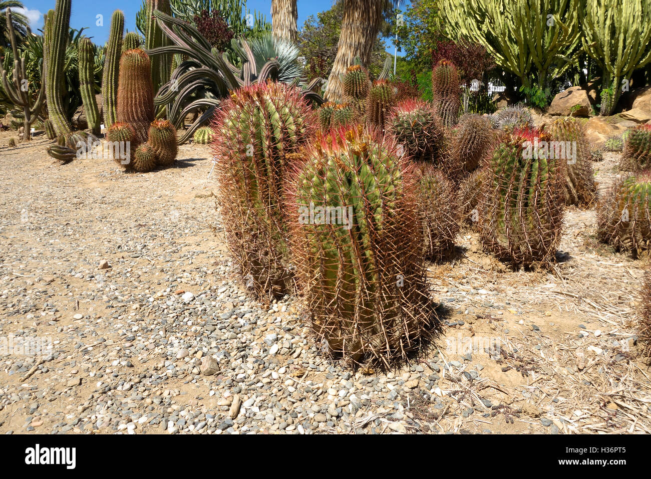 Lime messicano Cactus, messicano Fire canna, ferocactus pilosus nel Parque Paloma, Benalmadena, Spagna. Foto Stock