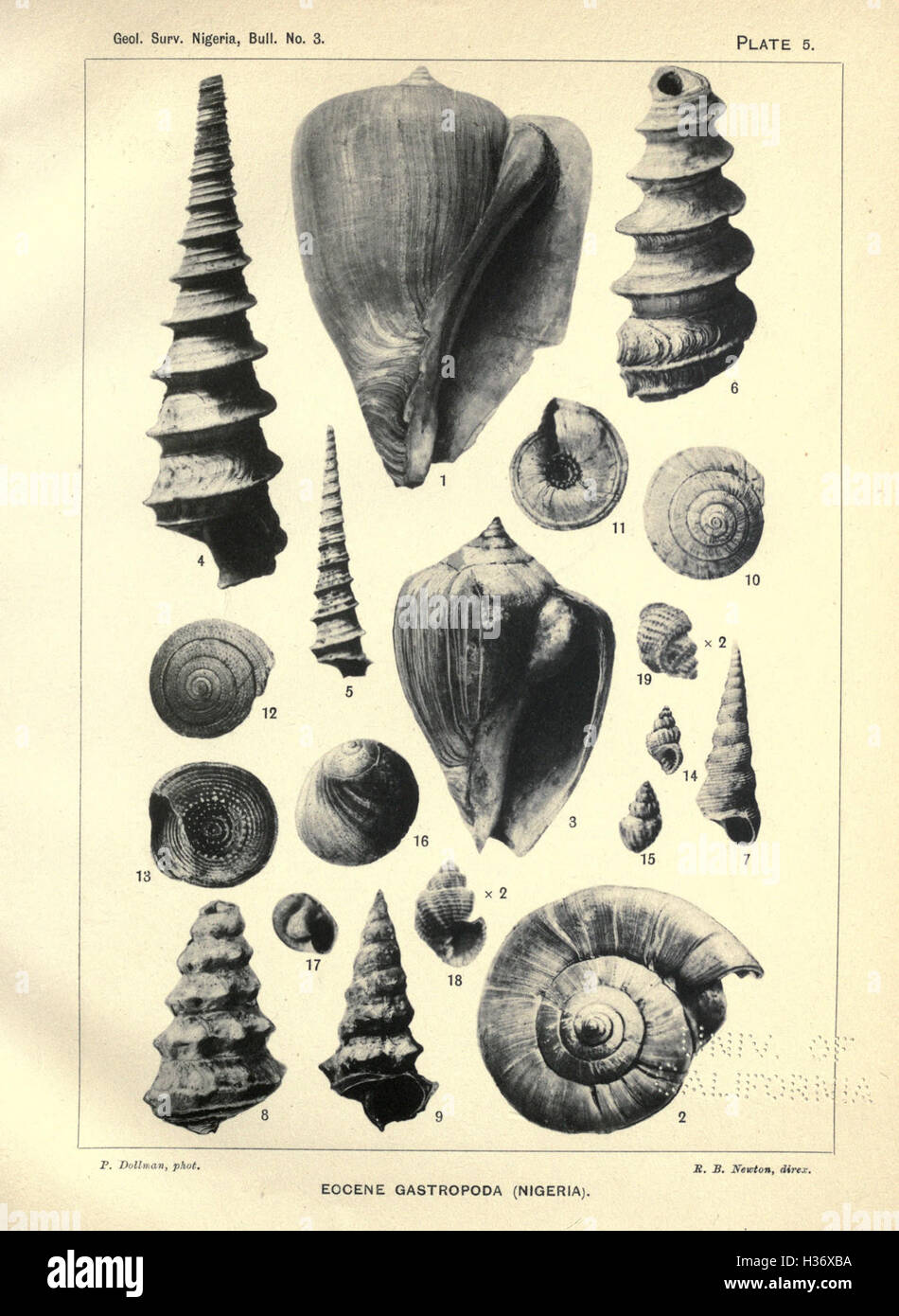 Questo studio copre i molluschi del periodo Eocene scoperti in Nigeria, fornendo descrizioni e classificazioni delle specie trovate nei reperti fossili della regione. Foto Stock