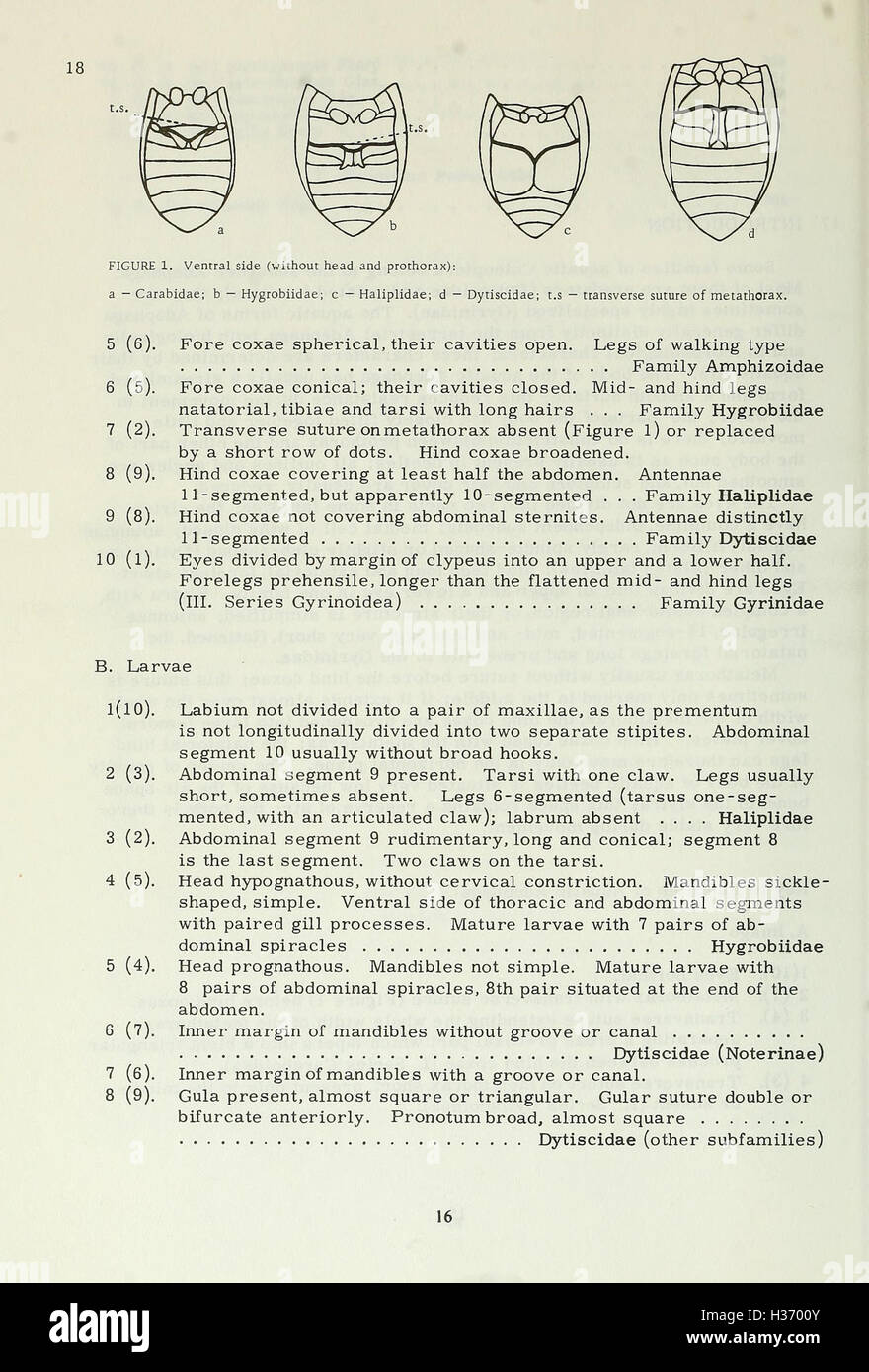 Questo lavoro copre le specie di coleottero (Coleoptera) che si trovano nell'ex U.S.R., fornendo dettagli sulla loro classificazione, distribuzione e ruolo ecologico nella regione. Foto Stock