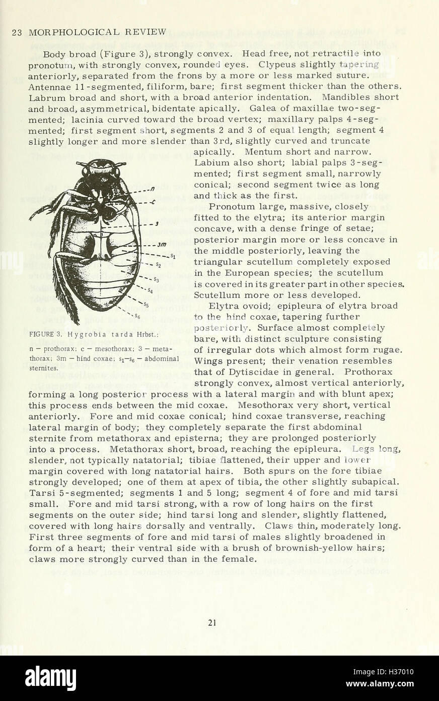 Questa pagina si concentra sulle specie di coleotteri (Coleoptera) che si trovano negli Stati Uniti, descrivendo dettagliatamente la loro classificazione, distribuzione e ruolo ecologico. Essa mette in evidenza la diversità degli scarabei e il loro significato all'interno dei vari ecosistemi della regione. Foto Stock