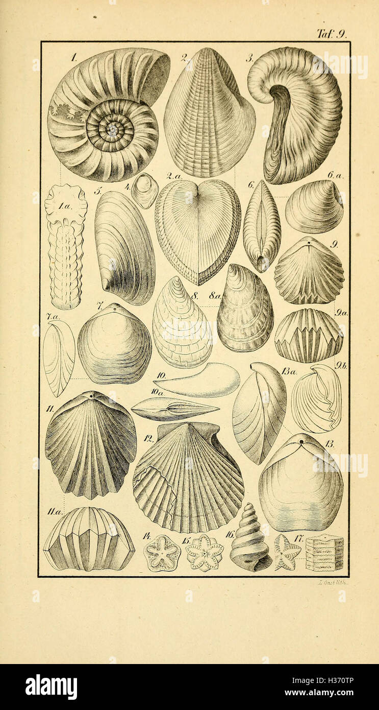 Gaea Germanica excursoria (TAF. 9) BHL274 Foto Stock