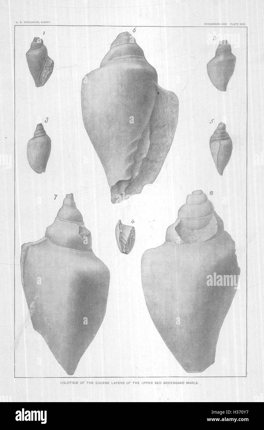 Gasteropoda cefalopodi e di Raritan argille e marne greensand del New Jersey (piastra pagina XXXI) BHL424 Foto Stock