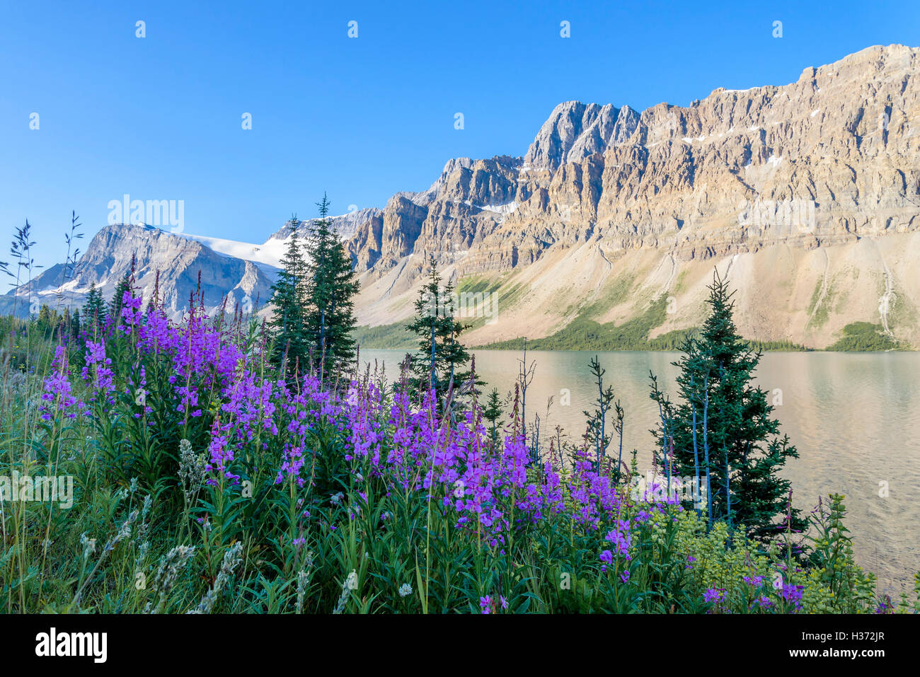 Fireweed at Bow Lake, il Parco Nazionale di Banff, Alberta, Canada Foto Stock